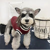 Un chien gris et blanc portant un pull rayé rouge et noir sur une surface sombre.