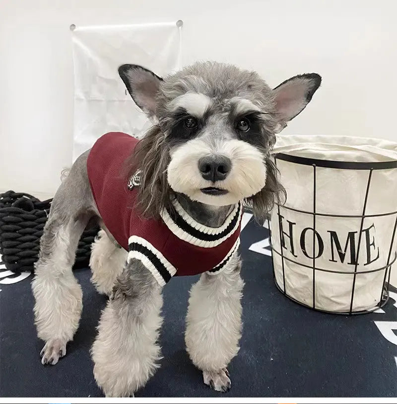 Un chien gris et blanc portant un pull rayé rouge et noir sur une surface sombre.