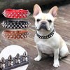 A fawn-colored French Bulldog sits next to various leather spiked dog collars and buckles.