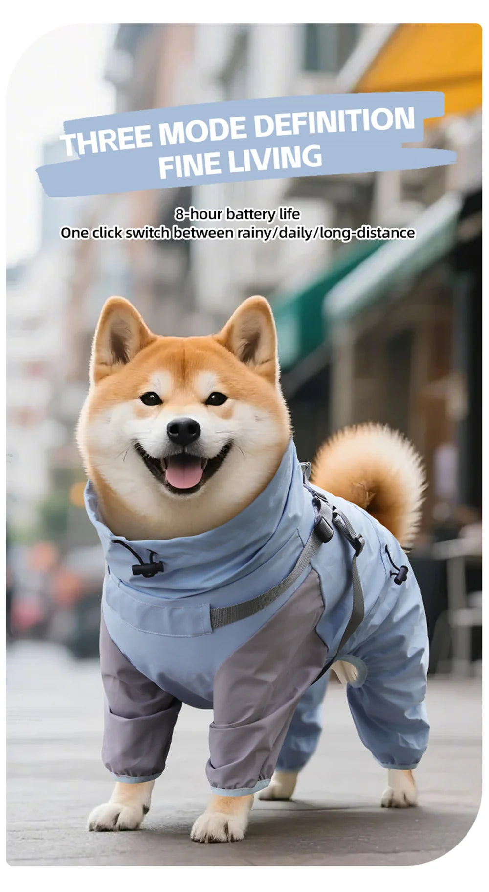 Un perro Shiba Inu peludo vistiendo un impermeable azul de doble capa y arnés, caminando al aire libre.