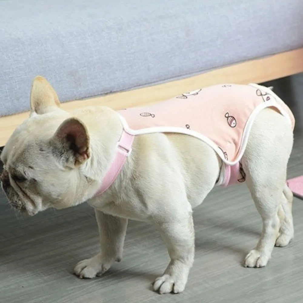 A light-colored dog is wearing pink adjustable washable sanitary pants with shoulder straps.