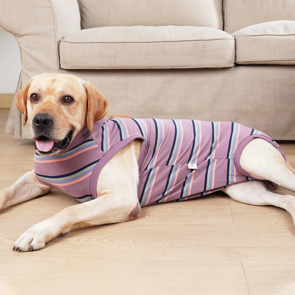 A light-colored dog is lying down wearing a striped purple and pink protective recovery suit.