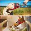 A dog wearing an adjustable reflective soft muzzle is drinking water outdoors.