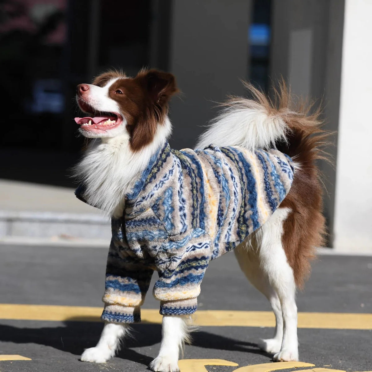 A brown and white dog wearing a thick blue and white patterned thermal fleece sweater outdoors.