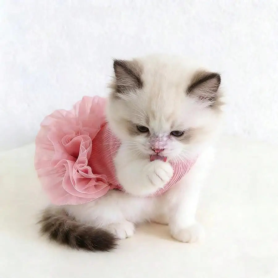 A fluffy white and gray kitten wearing a pink tutu dress.
