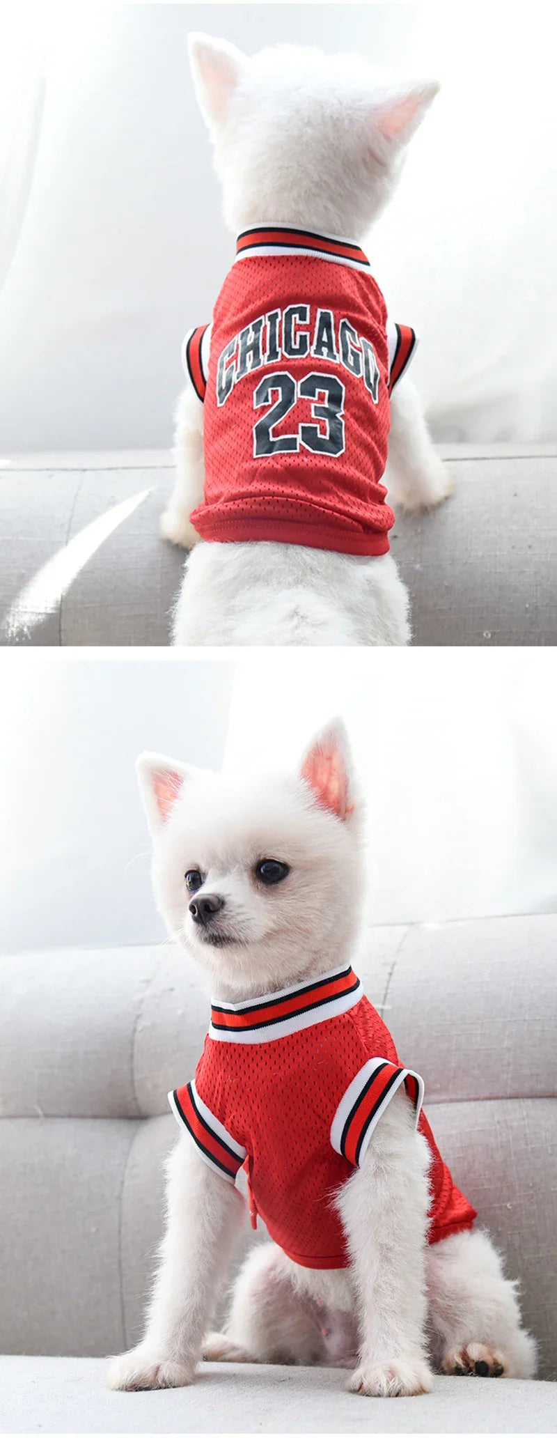Ein weißer Hund in einem rot-weißen Chicago-inspirierten Pet-Westen und Trikotanzug.