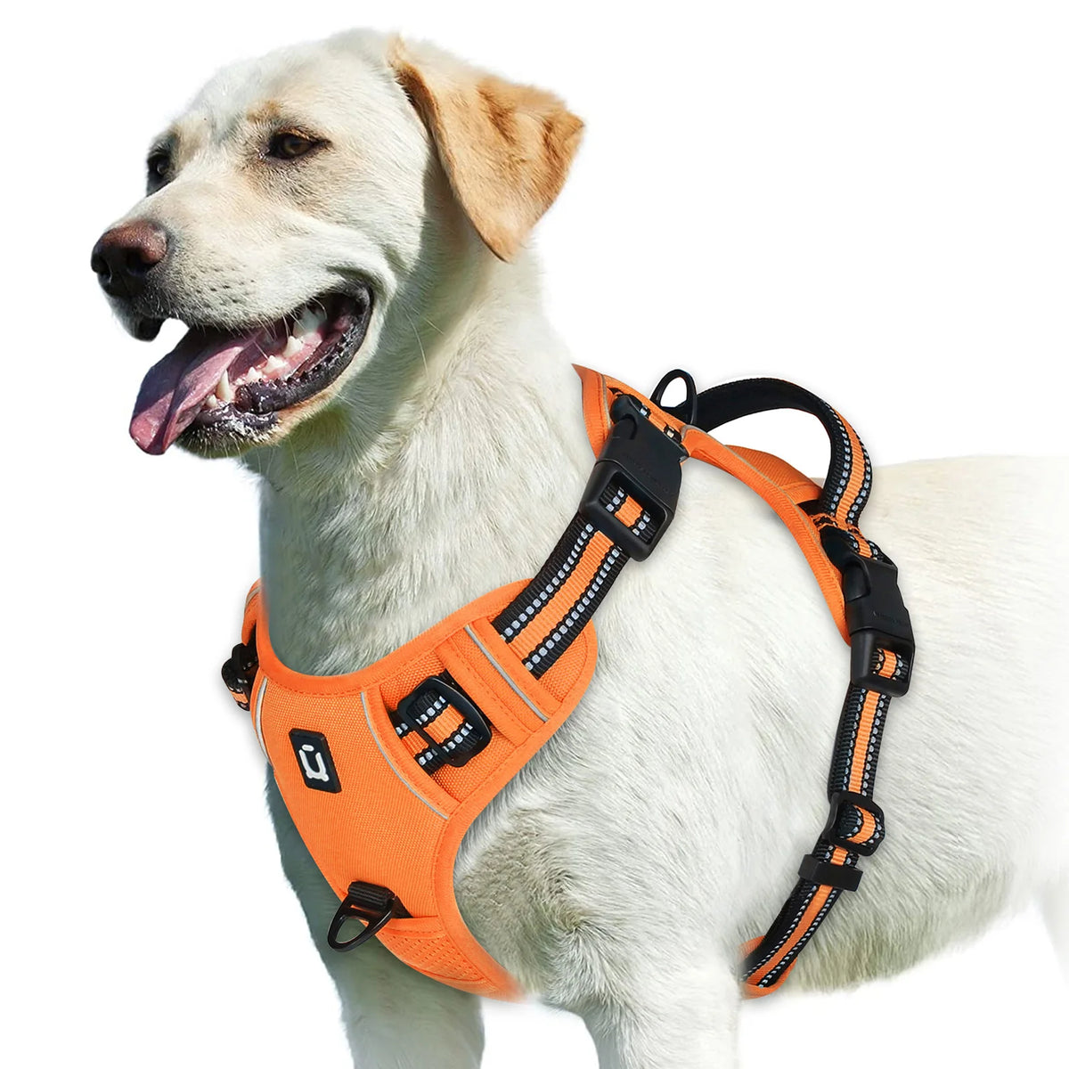 A light-colored dog wearing an orange padded pet vest harness.