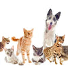A row of various dogs and cats displaying custom plaid dog bandanas.
