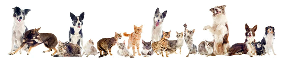 A row of various dogs and cats displaying custom plaid dog bandanas.