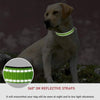 A light-colored dog wearing a green reflective strap collar in an outdoor setting.