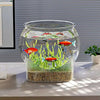 Bocal à poisson en verre transparent avec plantes aquatiques et poissons colorés, utilisé comme aquarium de bureau.