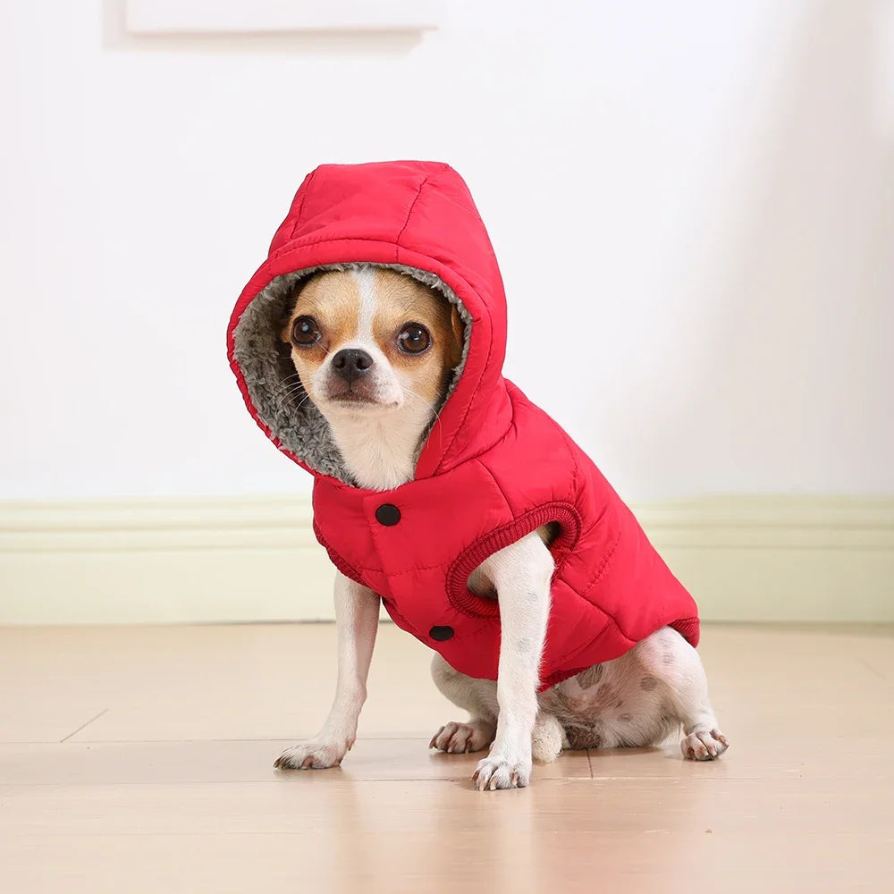 A small brown and white dog wearing a red hooded jacket indoors.