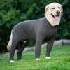 A light-colored Labrador dog wearing a gray, long-sleeved cotton pajama top outdoors.