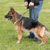 A German Shepherd dog standing on grass, wearing a heavy-duty tactical leash.
