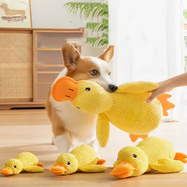 A dog is interacting with a yellow plush duck squeak toy.