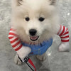 Un perro blanco esponjoso vistiendo un traje azul y brazaletes rojos a rayas, sosteniendo un cuchillo.