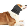Un chien brun et blanc portant un écouteur anti-bruit gris pour animaux et un bandeau.