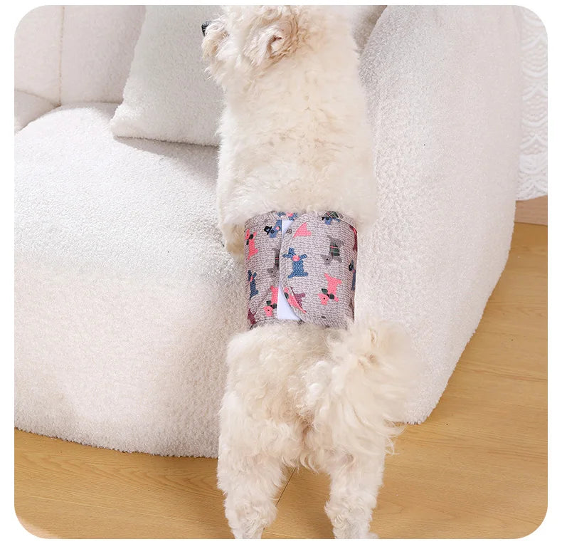 A light-colored dog is wearing reusable washable sanitary pants for male dogs.