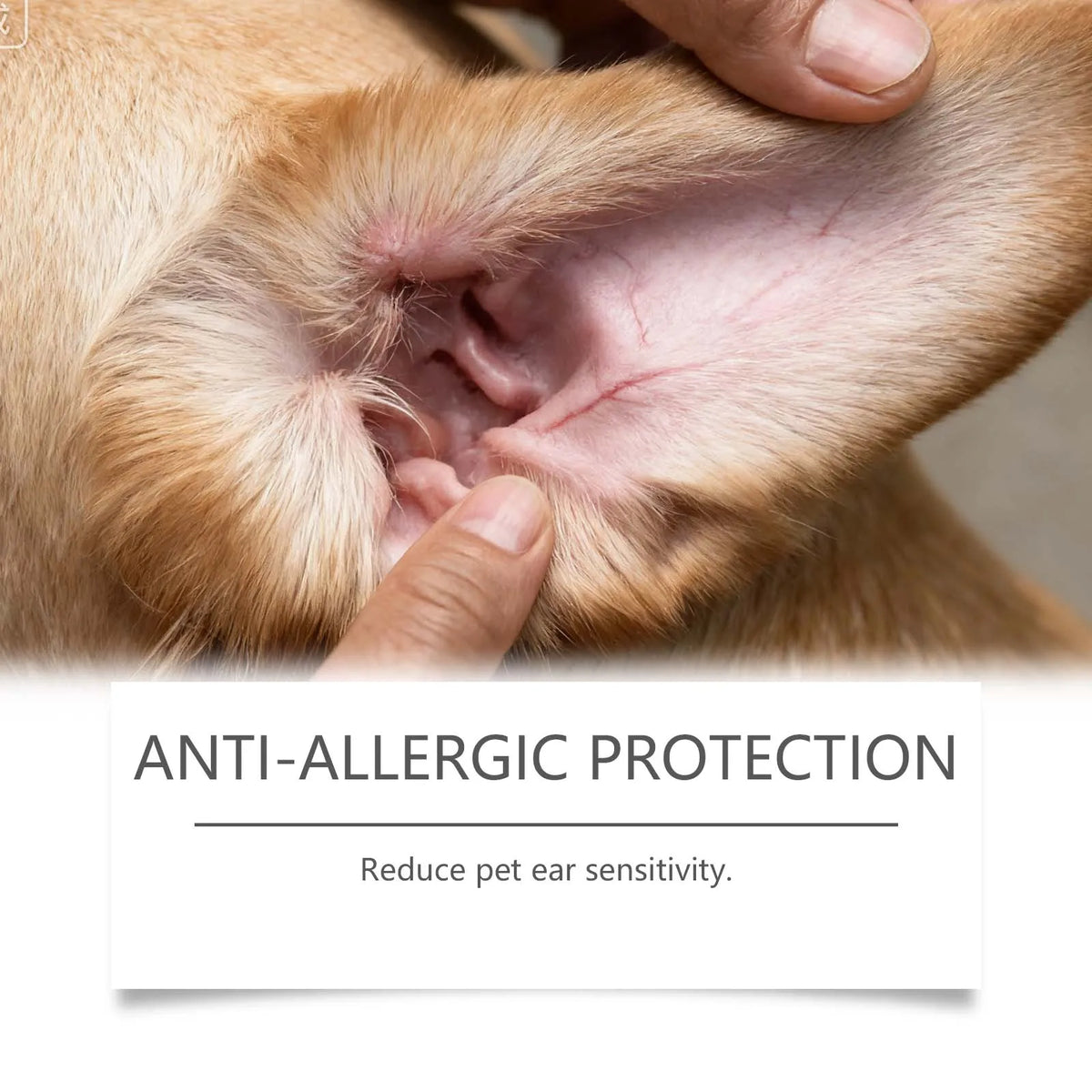 A close-up of a dog's ear being gently held by a human hand for pet ear cleaning.