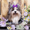 A fluffy dog wearing a purple bow accessory with white and gray fur.