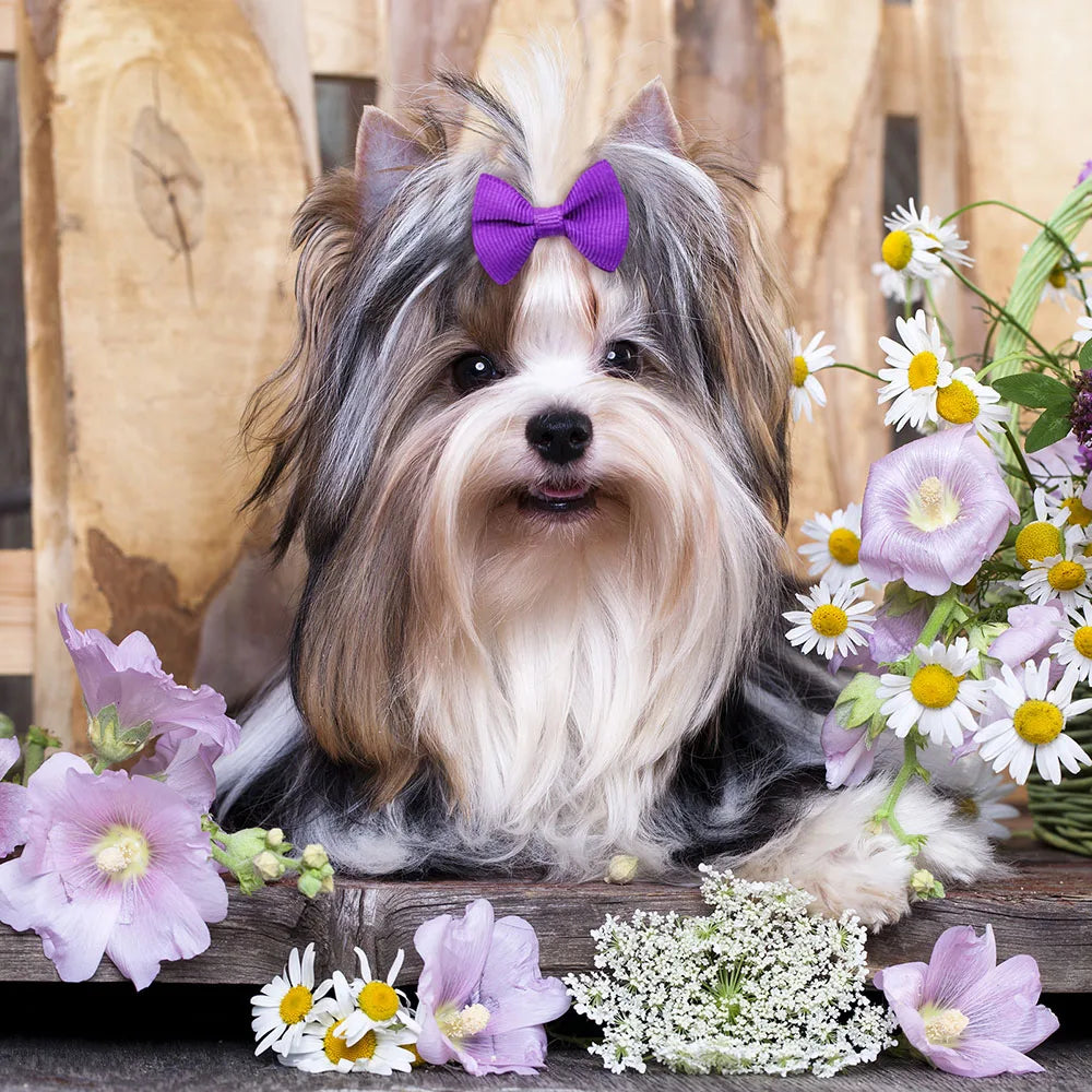A fluffy dog wearing a purple bow accessory with white and gray fur.