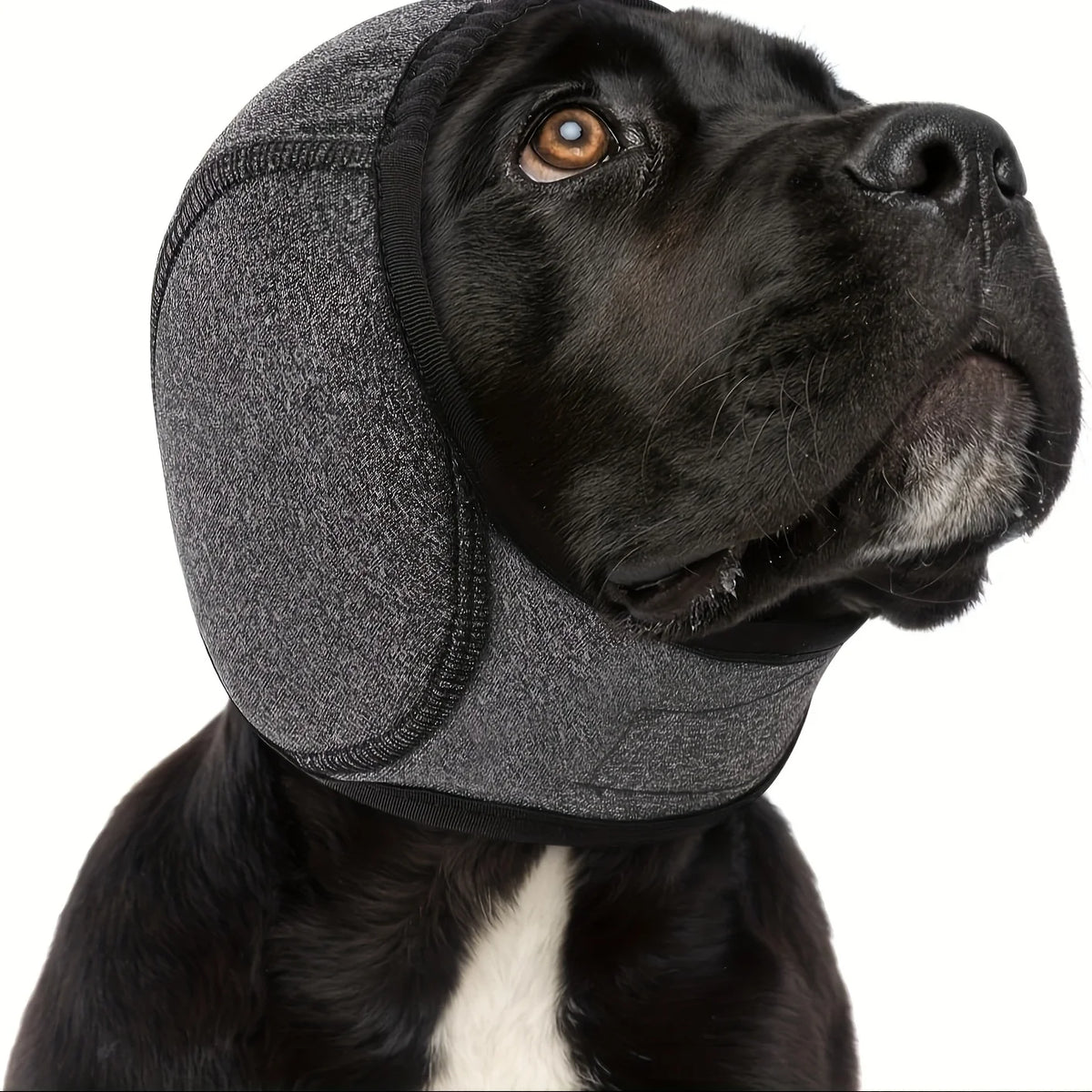 Ein schwarzer Hund trägt eine graue, verstellbare Gehörschutz-Ohrschutz-Kopfbedeckung über den Ohren.