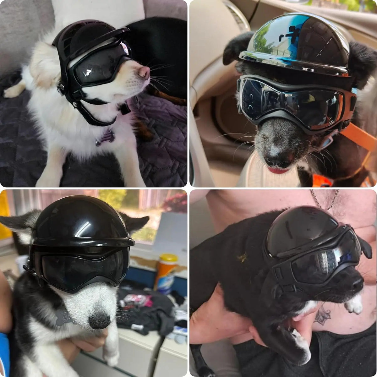 A black pet safety helmet and goggles set is shown on a dog's face.