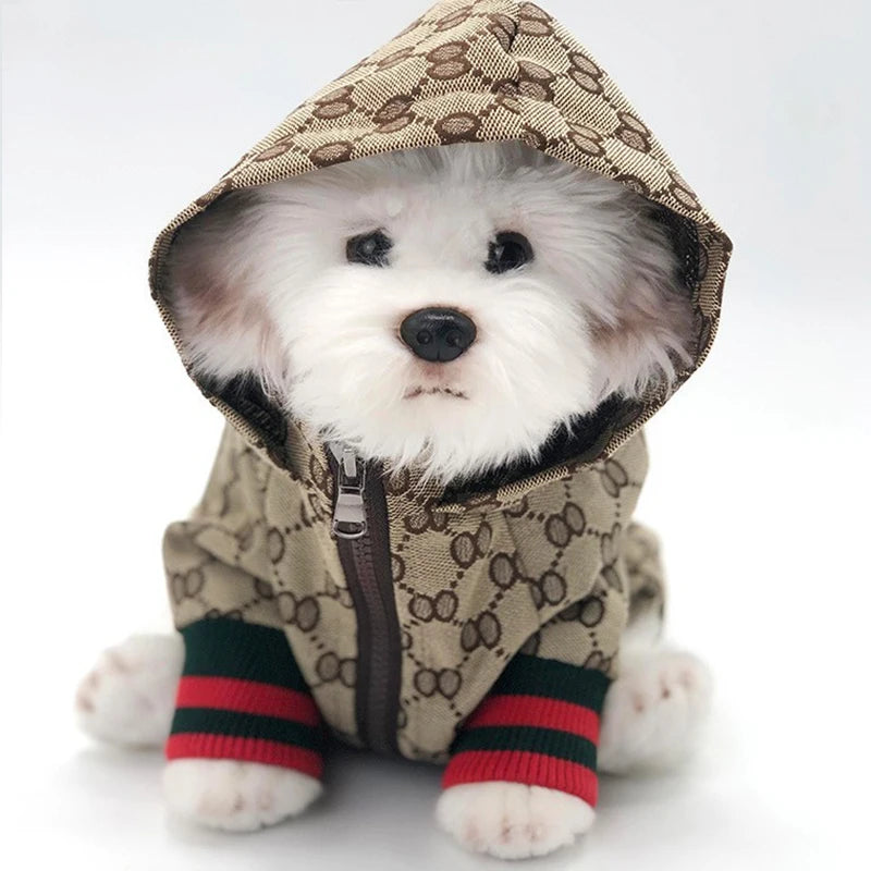 A fluffy white dog wearing a beige patterned hooded jacket with red and green striped cuffs.