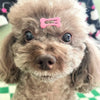 A light brown poodle puppy with a pink bone-shaped hair clip on its head.