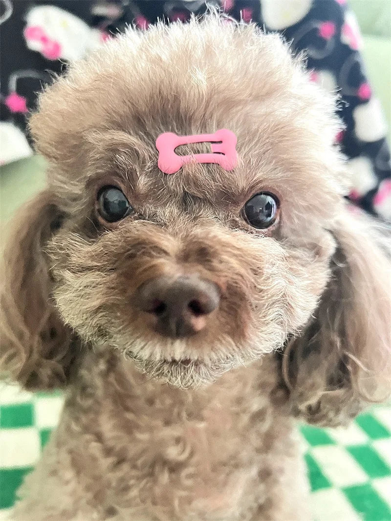 A light brown poodle puppy with a pink bone-shaped hair clip on its head.