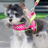 A small dog wearing a pink and lime green adjustable harness and leash, outdoors.