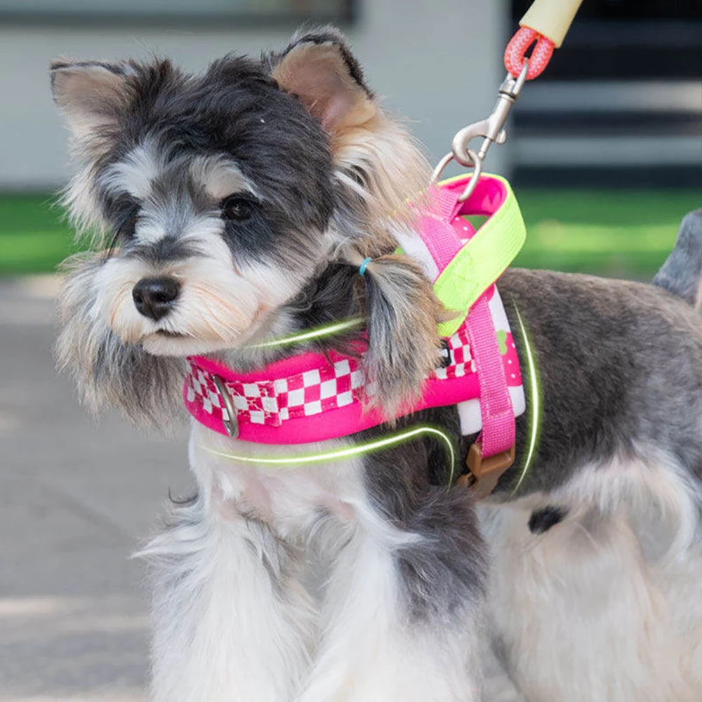 A small dog wearing a pink and lime green adjustable harness and leash, outdoors.