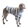 A gray dog wearing a blue and yellow striped thick thermal fleece sweater.
