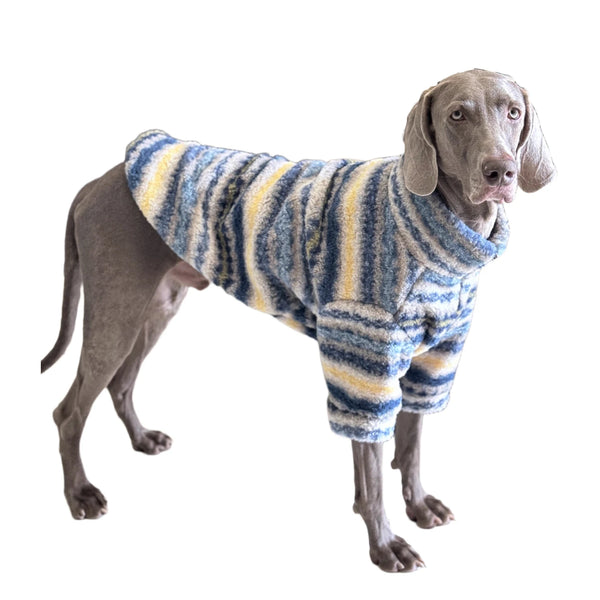A gray dog wearing a blue and yellow striped thick thermal fleece sweater.