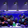 Glasakvarium-Setup mit leuchtendem Korallenriff-Ökosystem, beleuchtet durch ein Full-Spectrum-LED-Licht.