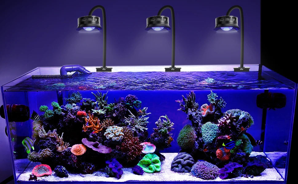 Glasakvarium-Setup mit leuchtendem Korallenriff-Ökosystem, beleuchtet durch ein Full-Spectrum-LED-Licht.
