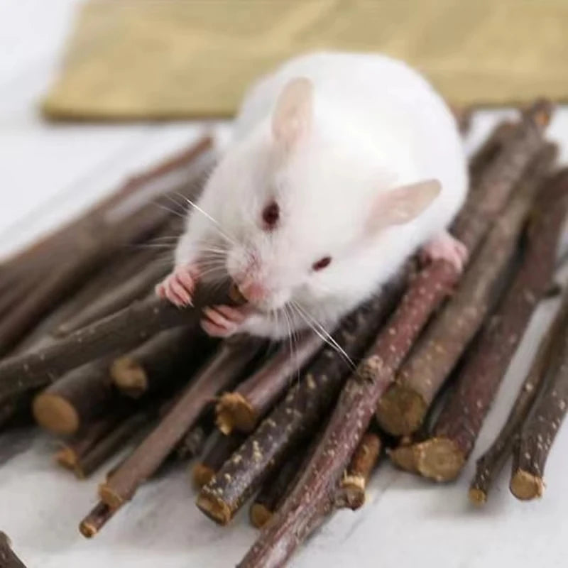 A small white rodent is chewing on natural wooden sticks and branches.