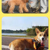 A golden retriever puppy is shown next to a person, and an orange reflective bungee dog leash is displayed on the ground.
