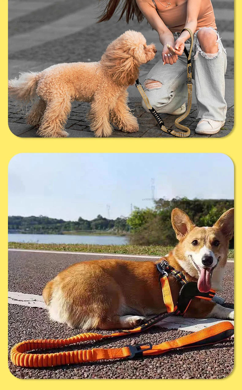 A golden retriever puppy is shown next to a person, and an orange reflective bungee dog leash is displayed on the ground.