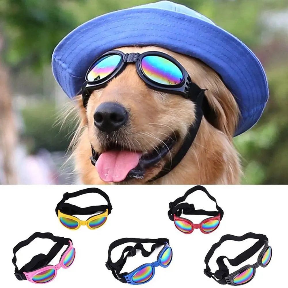 Ein Hund mit blauem Hut und Sonnenbrille, verschiedene bunte Hundesonnebrillen darunter.