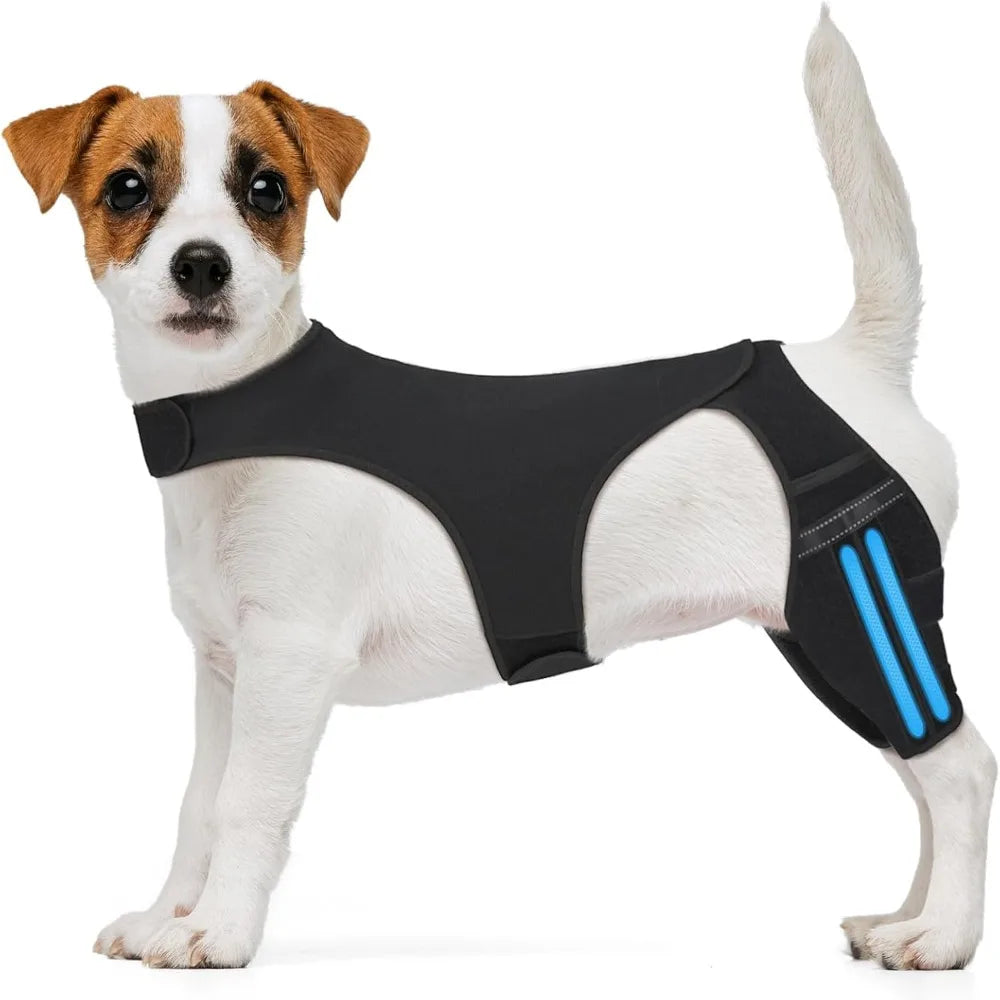 A small dog wearing a black adjustable knee brace with blue accents on its leg.