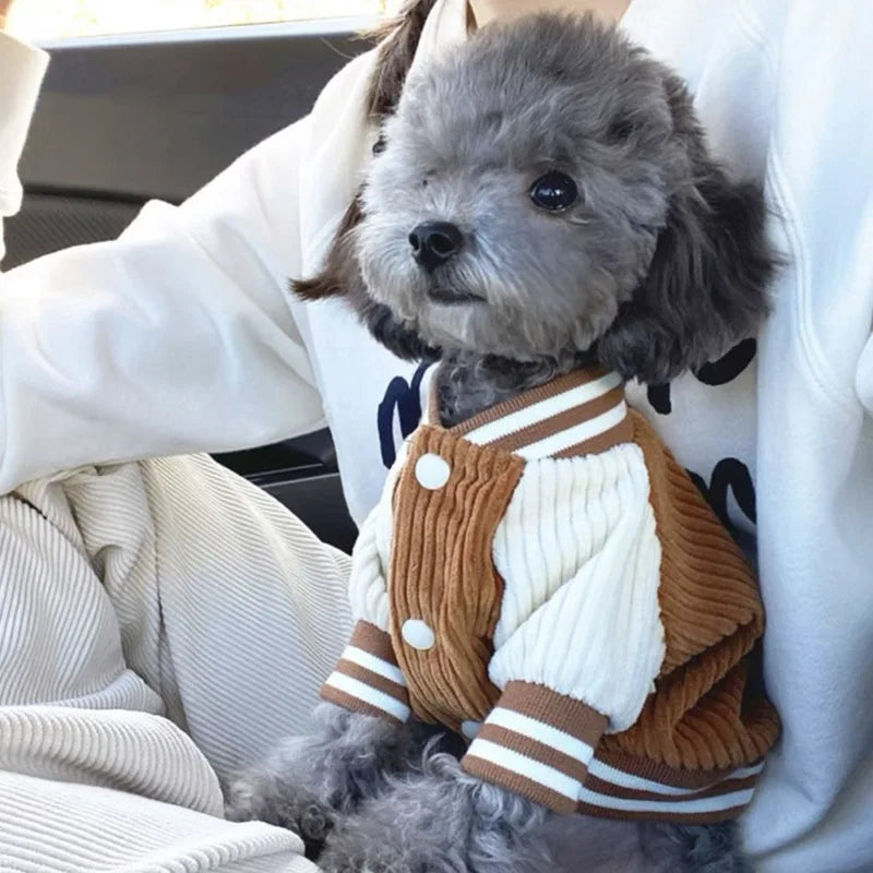 Un perro gris pequeño vistiendo una chaqueta de béisbol bordada a rayas beige y blancas, sostenido por una persona con una su
