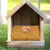 A wooden birdhouse filled with yellow nesting material and several brown eggs.