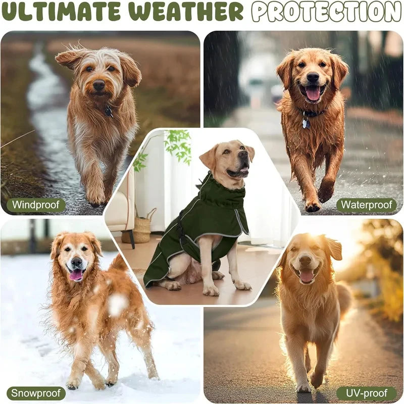 A brown dog wearing a green waterproof coat running outdoors in various weather conditions.