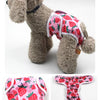 A fluffy dog wearing a pink and red reusable female physiological panty.