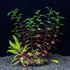 Un amas de plantes aquatiques artificielles avec des feuilles vertes et brun-rougeâtre, poussant dans un substrat sombre.