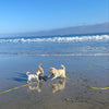 Two dogs are playing on the wet sand near the ocean with a yellow leash.