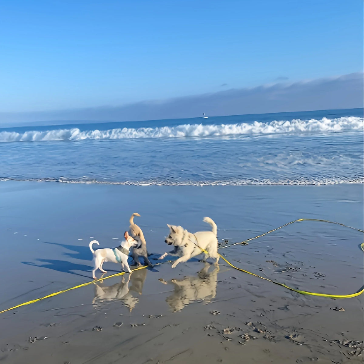 Two dogs are playing on the wet sand near the ocean with a yellow leash.