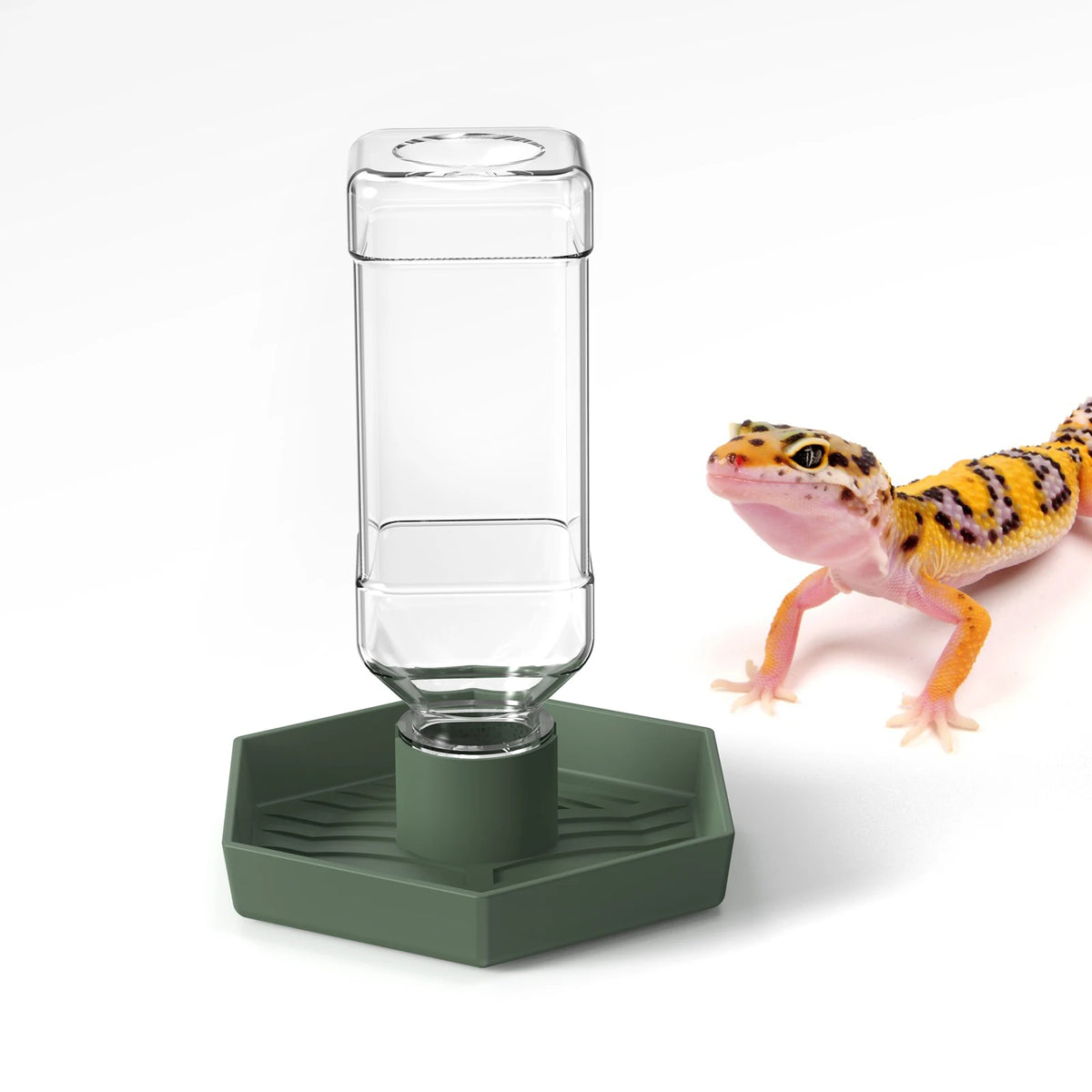 A clear glass water dish with a green base, used for bearded dragon or tortoise care.
