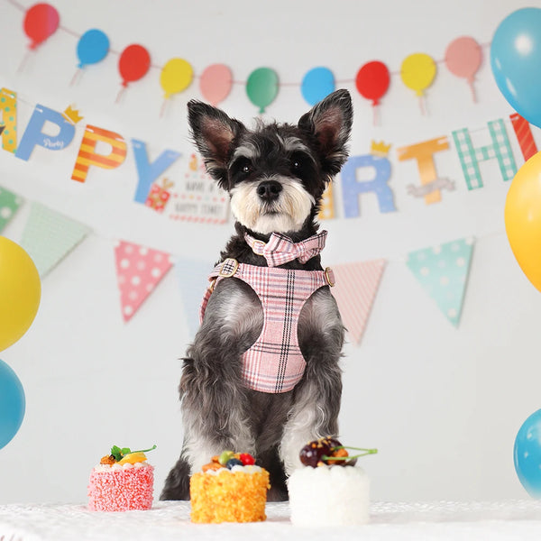 A small black and gray dog wearing a pink plaid collar, harness, and leash set with a bowtie, sitting on a white surface.